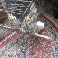 سه تا عروس هلندی خوشگل|پرنده|خلخال, |دیوار