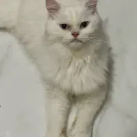 گربه بریتیش پرشین سفید با چشمای آبی اصل