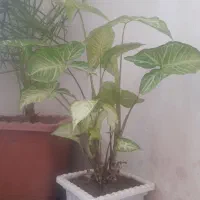 گل و گیاه خانگی