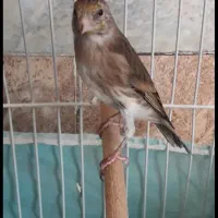 سهره و قناری