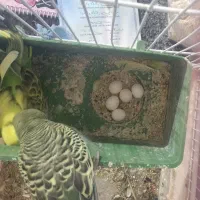 مرغ عشق|پرنده|چابهار, |دیوار