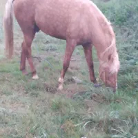 اسب وتجهیزات اسب سواری|اسب و تجهیزات اسبسواری|رودبنه, |دیوار