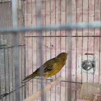 قناری ماده سهره دارابی|پرنده|فسا, |دیوار