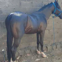 اسب|اسب و تجهیزات اسب‌سواری|جم, |دیوار