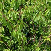 نهال پیوندی و بذری|خدمات باغبانی و درختکاری|عباس‌آباد, |دیوار