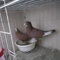 پلنگ سرخ و زرد کرمانی|پرنده|کرمان, |دیوار