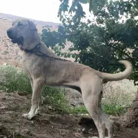 واگذاری سگ سراب افغان آلابای  پژدر|سگ|کرمانشاه, |دیوار