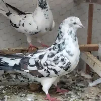 کفتر خوب|پرنده|تهران, بهداشت|دیوار