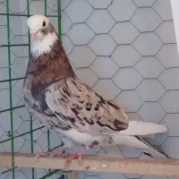 شازده هما سرور