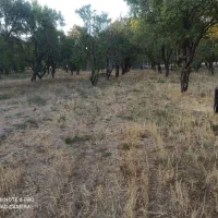 زمین باغ فروشی|فروش دفتر صنعتی، کشاورزی، تجاری|پاریز, |دیوار