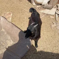 کهره نر وماده