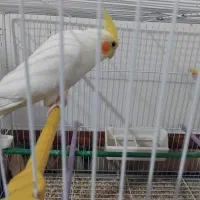 جفت عروس هلندی مولد روی تخم|پرنده|زابل, |دیوار