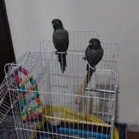 قفس قناری مرغ عشق طوطی و عروس موجود همگی سالم