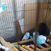 مرغ عشق|پرنده|سنندج, |دیوار