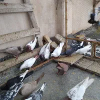 تعدادی کبوتر دورگ وپلاکی|پرنده|فولادشهر, زاینده رود|دیوار