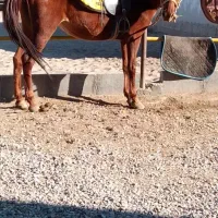 اسب مادیان مشتری واقعی زنگ بزنه ممنون