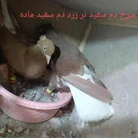 سرخ دم سفید