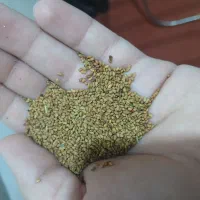 فروش بذر یونجه