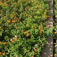 جذب نیروی وارد به کار جهت کار در گل فروشی نرگس