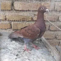 جوجه کوهی سرخ