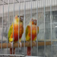 جفت امریکن دایلوت گرینچیک