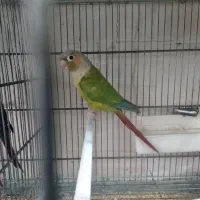 گرینجیک ماده