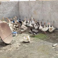 غاز و بوغلمون