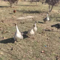 قو غاز محلی