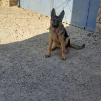 سگ ژرمن ۶ماه|سگ|همدان, |دیوار
