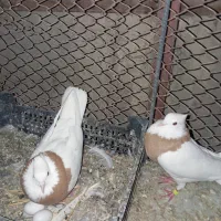 طوق زرد|پرنده|زابل, |دیوار