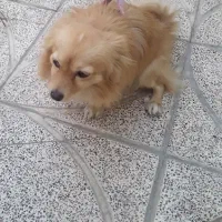 نژاد پامر روباهی جنسیت ماده|سگ|باغستان, |دیوار