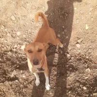 سگ خانگی|سگ|کامیاران, |دیوار