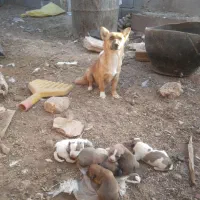 توله پاپی تیز هوش زرنگ|سگ|تربت جام, میان جام|دیوار