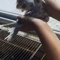 کفتر یجایی|پرنده|مشکین‌دشت, |دیوار