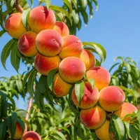 فروش نهال مساوی با سود خالص|خدمات باغبانی و درختکاری|اسدآباد, |دیوار