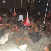 تخم مرغ نطفه دار وخوراکی|حیوانات مزرعه|گرگان, |دیوار