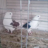 فروش ۵جفت نروماده|پرنده|آران و بیدگل, |دیوار