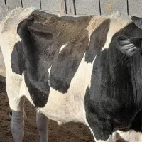 گوساله بزرگ ولی لاغر برای پروار نژددرجه یک