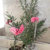 گیاه خرزهره|گل و گیاه طبیعی|مشهد, آزادشهر|دیوار