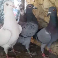 کبوتر کفتر|پرنده|قزوین, |دیوار