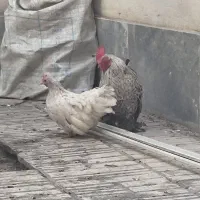مرغ و خروس