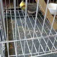 پرنده عروس هلندی|پرنده|شیراز, شهرک کوشکک|دیوار