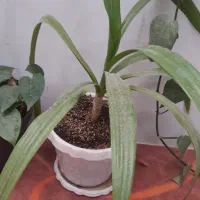 فروش  انواع  گل|گل و گیاه طبیعی|اردکان, |دیوار