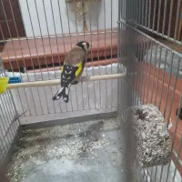 سهره تازه صاف پاییزه