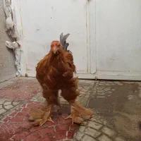 خروس برهما|حیوانات مزرعه|بانه, |دیوار