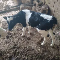 گوساله|حیوانات مزرعه|شیراز, فرودگاه شهید دستغیب شیراز|دیوار