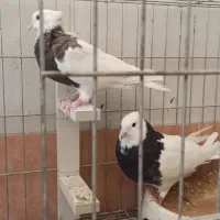 جفت کبوتر طوقی|پرنده|لار, |دیوار