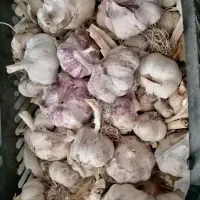 سیر امسال