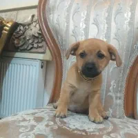 سه تا توله پا کوتاه نژاد شیپر ۷۴ روزه|سگ|رباطکریم, نصیرشهر|دیوار