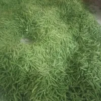 نخود فرنگی